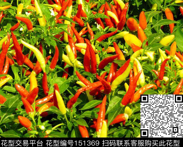 辣椒朝天椒照片数码印花华亿平台下载（图片编号: 151369） - 瓦栏（Walan）