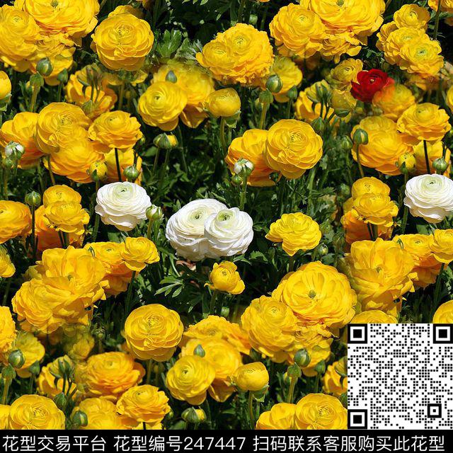数码黄花白花绿叶花卉花朵鲜花油画数码印花华亿平台下载（图片编号: 247447） - 瓦栏（Walan）