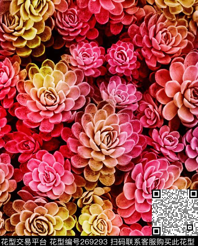 宝石花多肉植物数码印花华亿平台下载（图片编号: 269293） - 瓦栏（Walan）