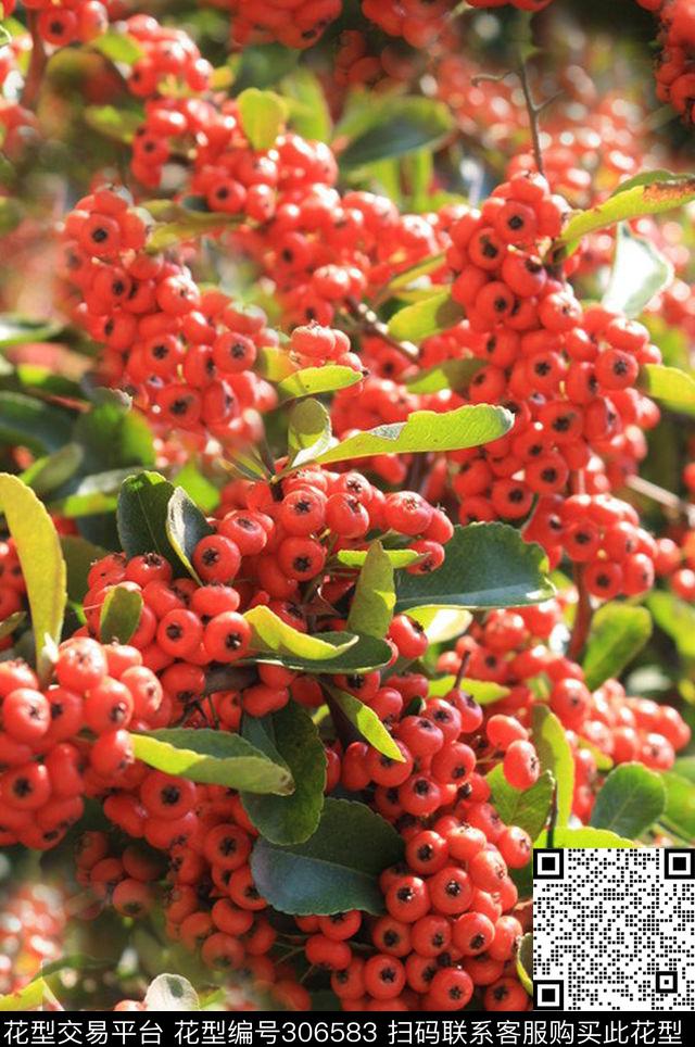 摄影写实果实特写数码印花华亿平台下载（图片编号: 306583） - 瓦栏（Walan）