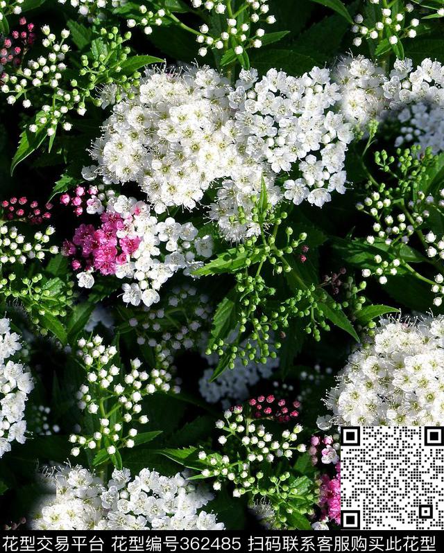 ♥红桃A〖花鸟天堂〗♥红桃A〖复古时代〗♥红桃A〖潮流男装〗数码印花华亿平台下载（图片编号: 362485） - 瓦栏（Walan）