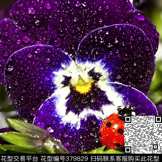 数码丝巾数码印花华亿平台下载（图片编号: 379829） - 瓦栏（Walan）