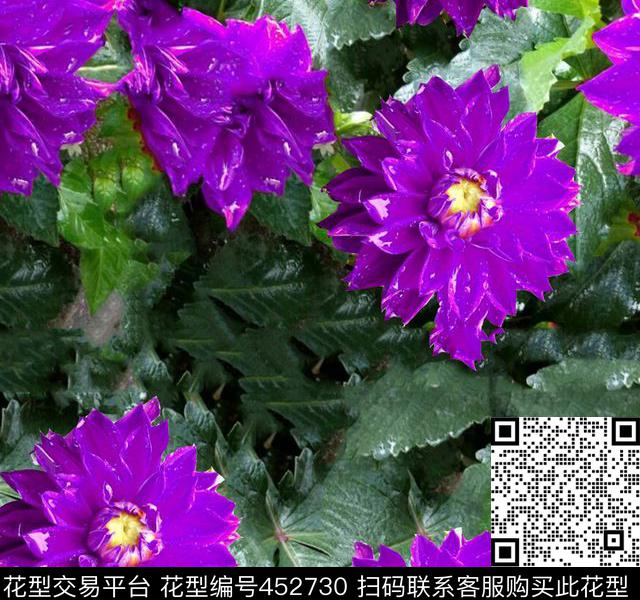 花卉植物牡丹数码印花华亿平台下载（图片编号: 452730） - 瓦栏（Walan）