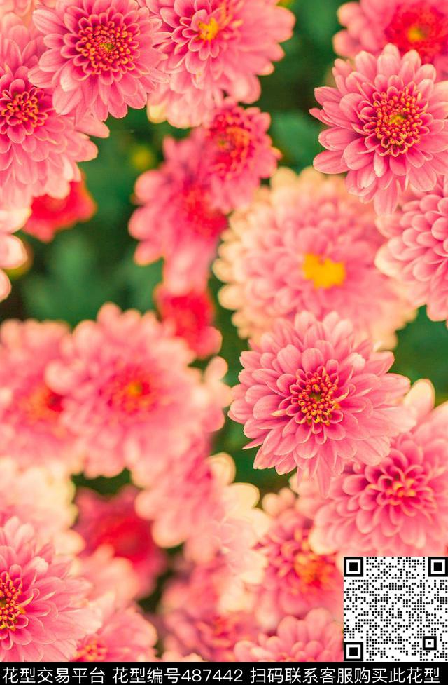 潮流时尚花红花流行通用华亿平台.数码印花华亿平台下载（图片编号: 487442） - 瓦栏（Walan）