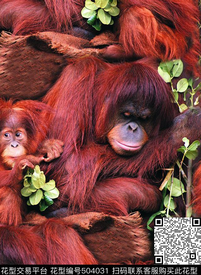 红面猴王慈眉善目猴年献礼数码印花华亿平台下载（图片编号: 504031） - 瓦栏（Walan）