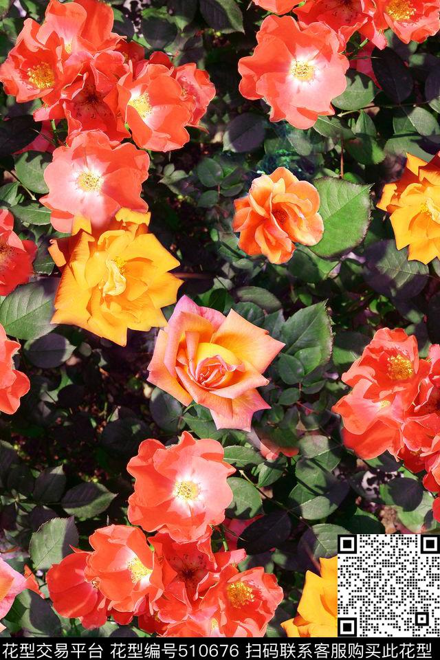 写实玫瑰花卉玫瑰花甜美花卉数码印花华亿平台下载（图片编号: 510676） - 瓦栏（Walan）