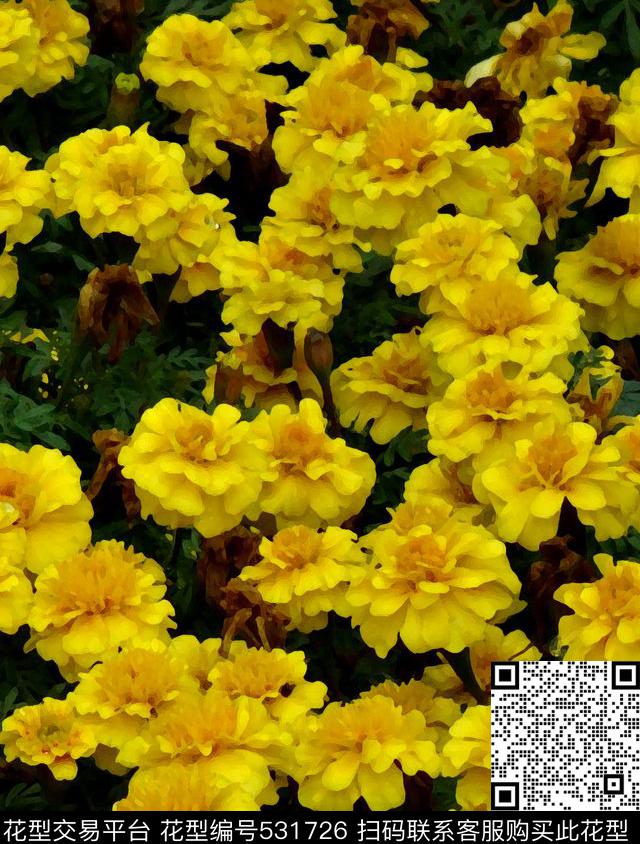 花卉手绘秋菊写实花卉小花数码印花华亿平台下载（图片编号: 531726） - 瓦栏（Walan）