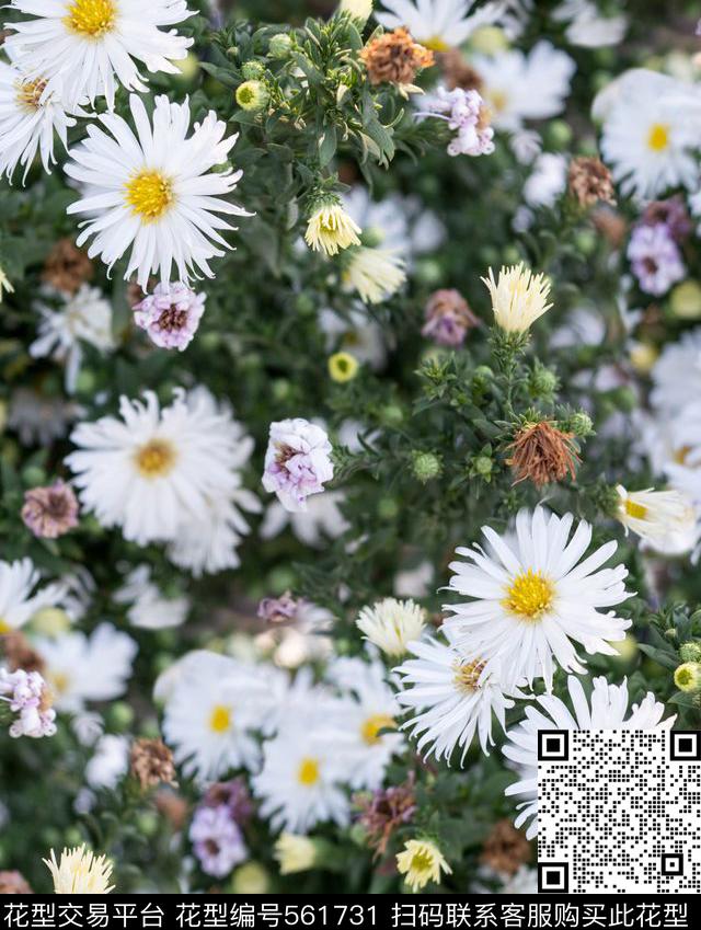 植物花卉唯美数码印花华亿平台下载（图片编号: 561731） - 瓦栏（Walan）