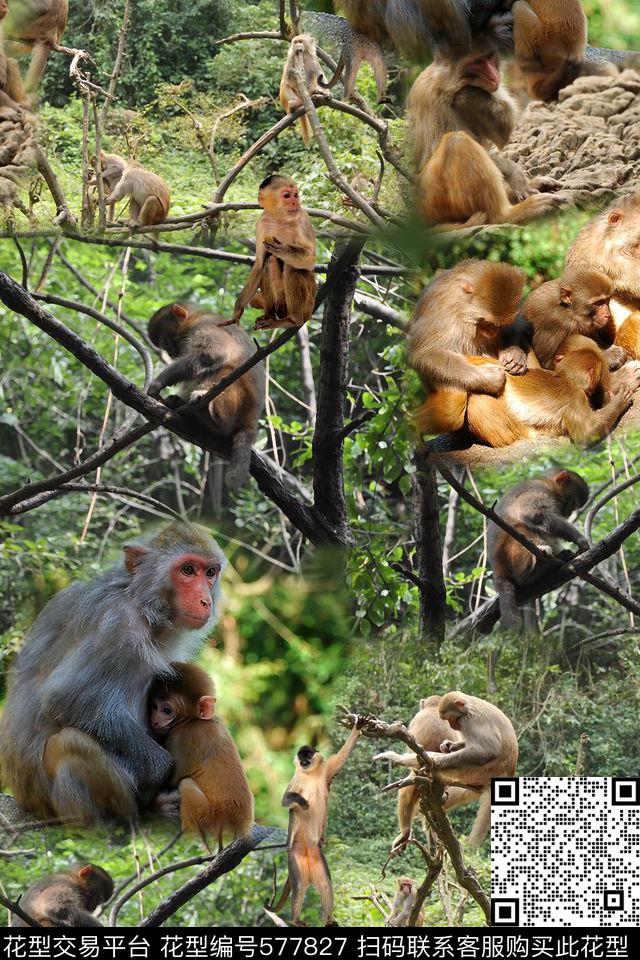 猴子树林树枝数码印花华亿平台下载（图片编号: 577827） - 瓦栏（Walan）