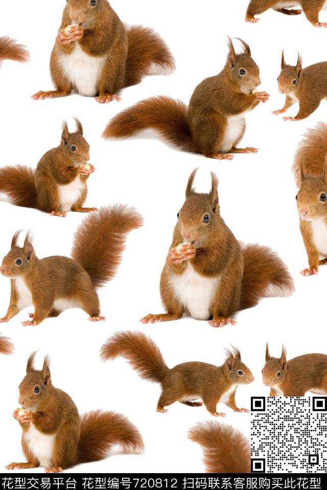 松鼠动物大牌数码印花华亿平台下载（图片编号: 720812） - 瓦栏（Walan）