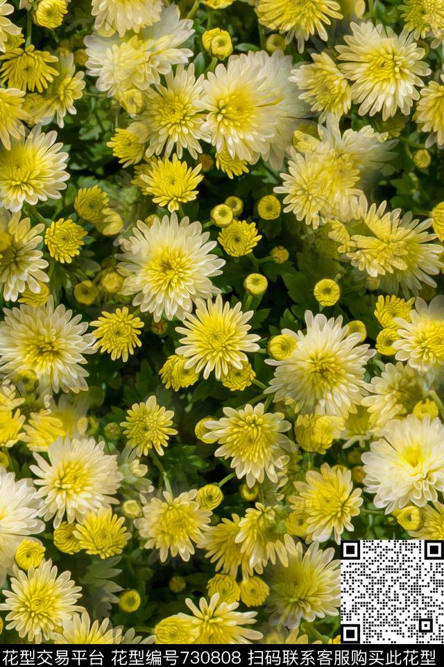 大花花朵花卉数码印花华亿平台下载（图片编号: 730808） - 瓦栏（Walan）