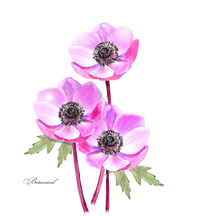 anemone