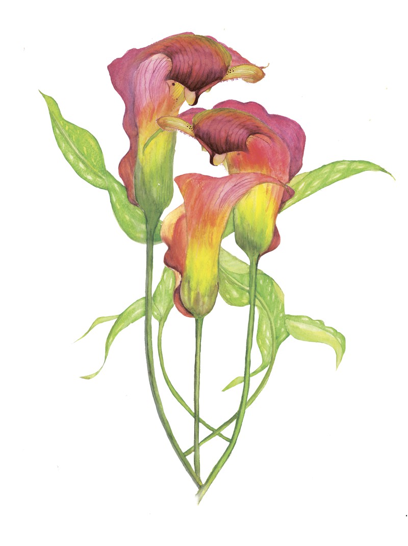calla flowers
