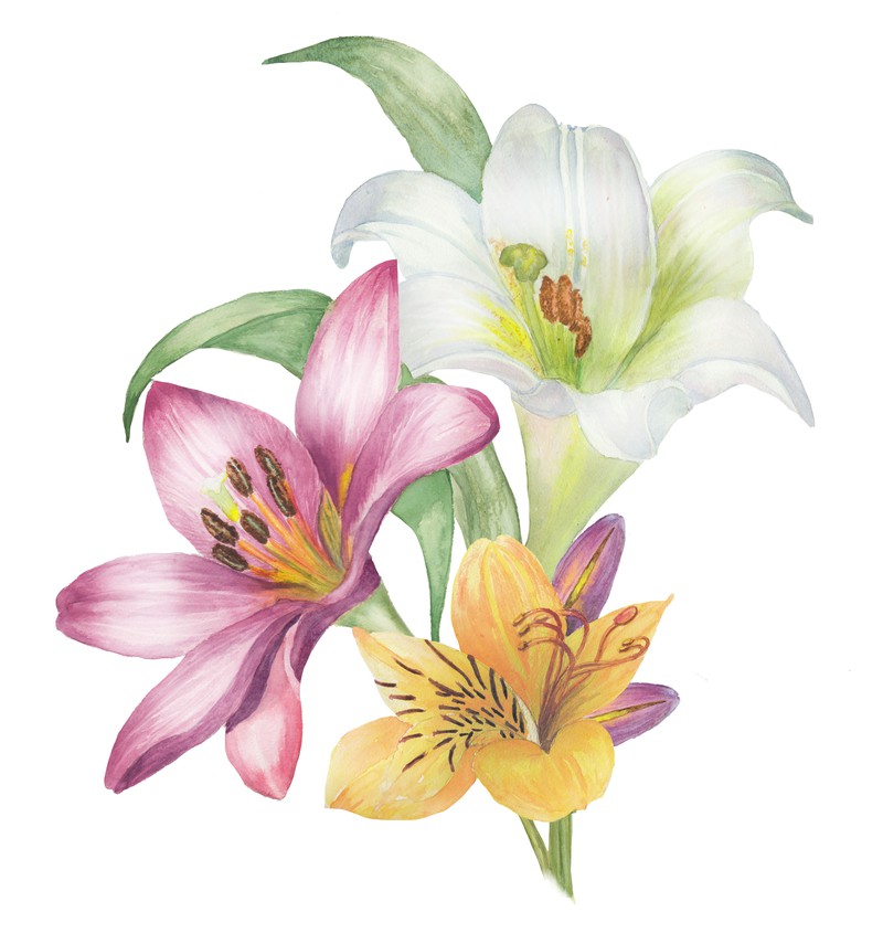 lilies 2