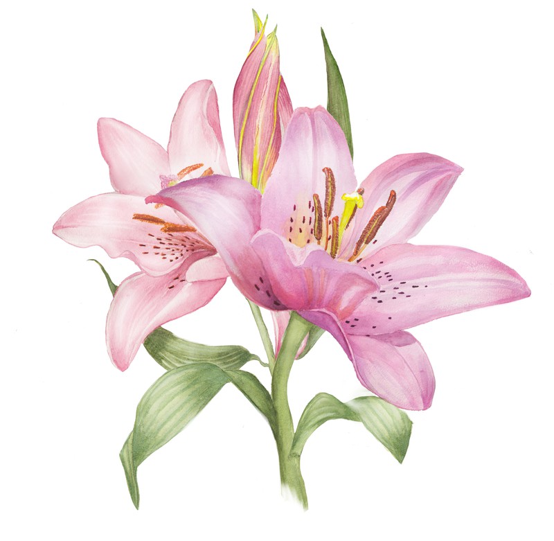 lilies 3