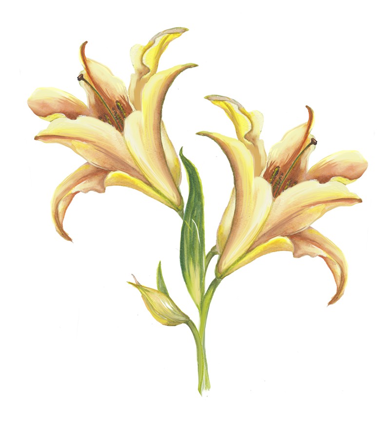 yellow lilies