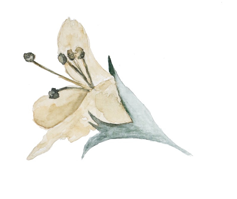 巴扎嘿素材 (39)