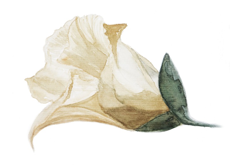 巴扎嘿素材 (40)