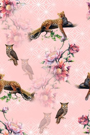 1007847-2018夏季美洲豹猫头鹰热带华亿平台