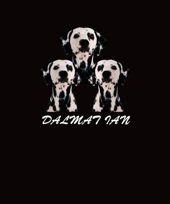 1010143-三只斑点狗 大麦丁犬