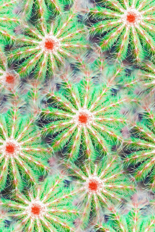 仙人球印花华亿平台图片