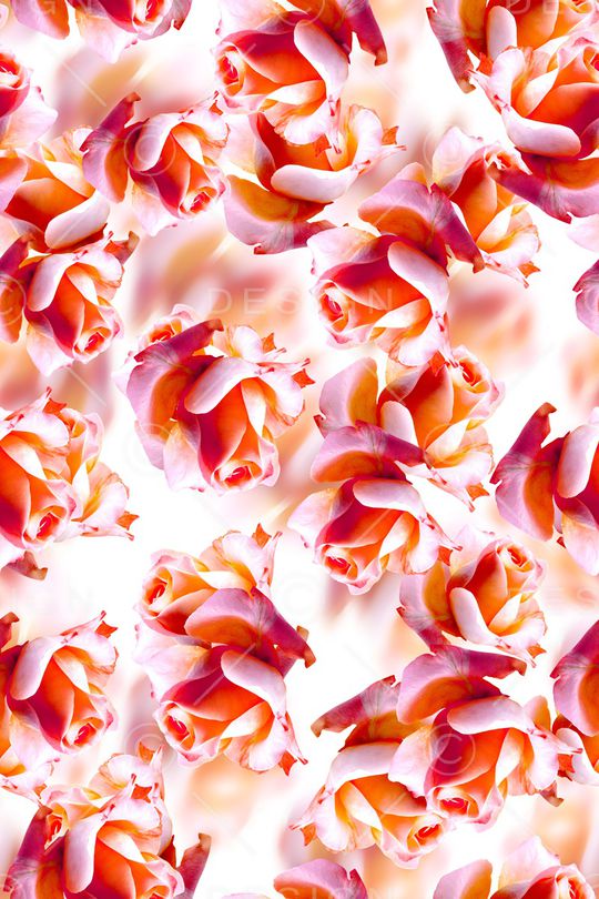 玫瑰花印花华亿平台图片