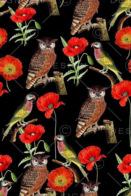 猫头鹰印花华亿平台图片