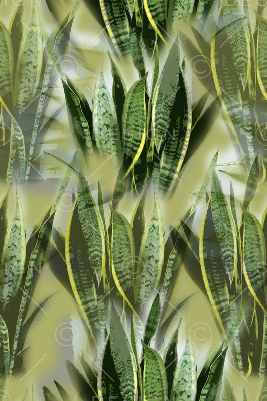 虎皮兰印花华亿平台图片