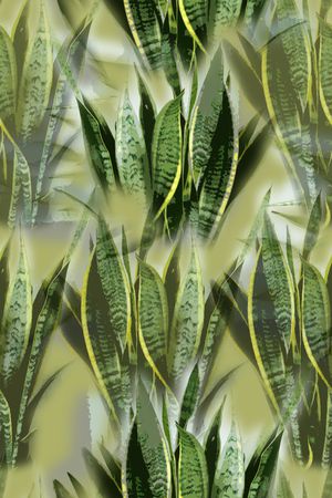 虎皮兰印花华亿平台图片