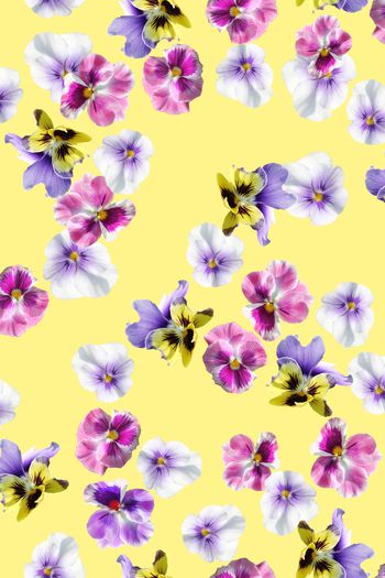 1026288-三色堇蝴蝶花黄色底