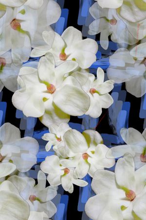 玉兰花印花华亿平台图片