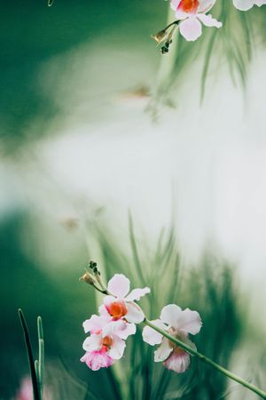 植物印花华亿平台图片