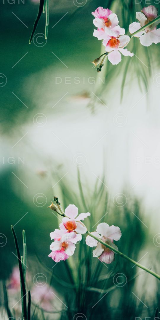 植物印花华亿平台图片