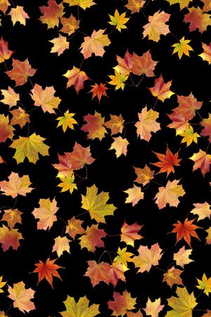 枫叶印花华亿平台图片