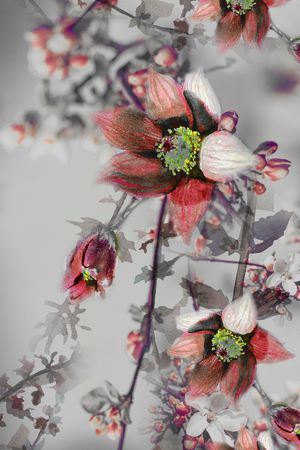 水彩花卉印花华亿平台图片