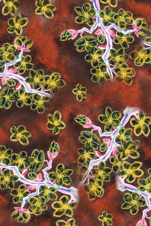 大花印花华亿平台图片