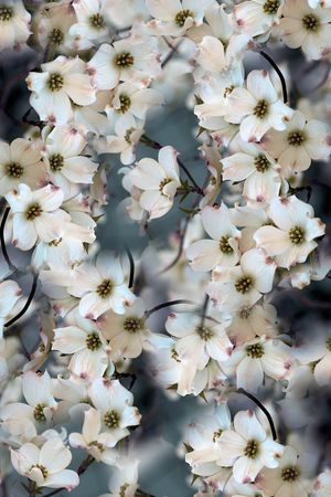 小碎花印花华亿平台图片