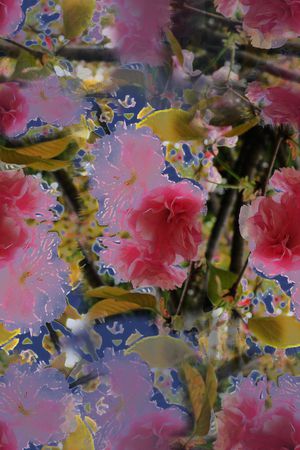 樱花盛开印花华亿平台图片