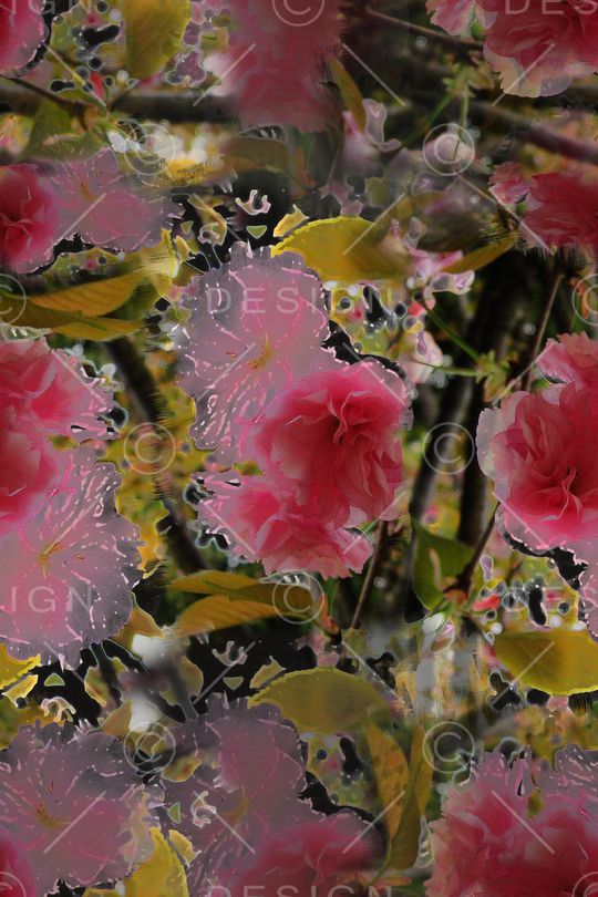 樱花盛开印花华亿平台图片