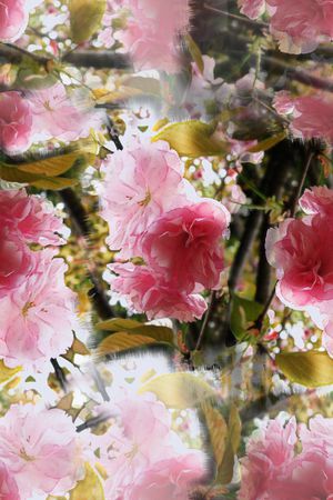 樱花盛开印花华亿平台图片