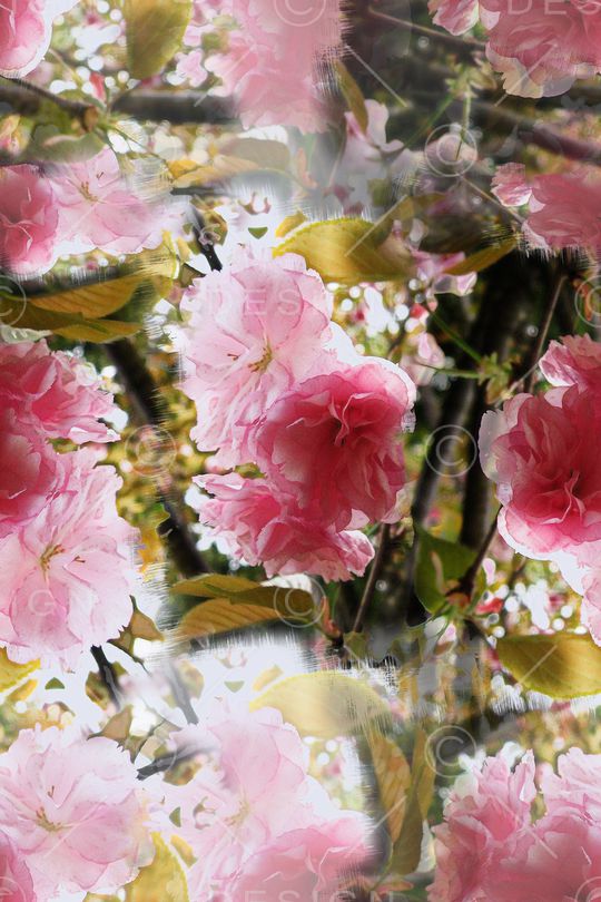 樱花盛开印花华亿平台图片