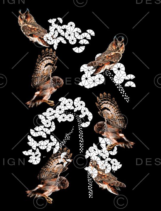 猫头鹰印花华亿平台图片