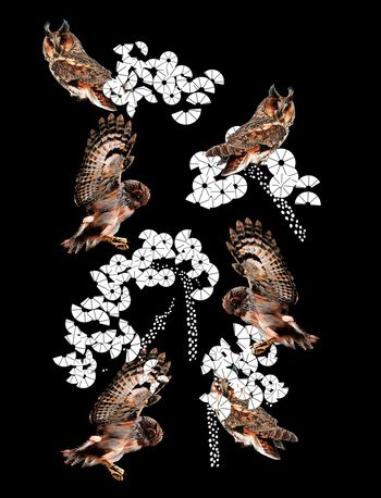 猫头鹰印花华亿平台图片