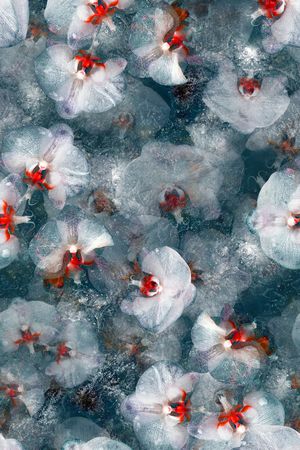 玉兰花印花华亿平台图片