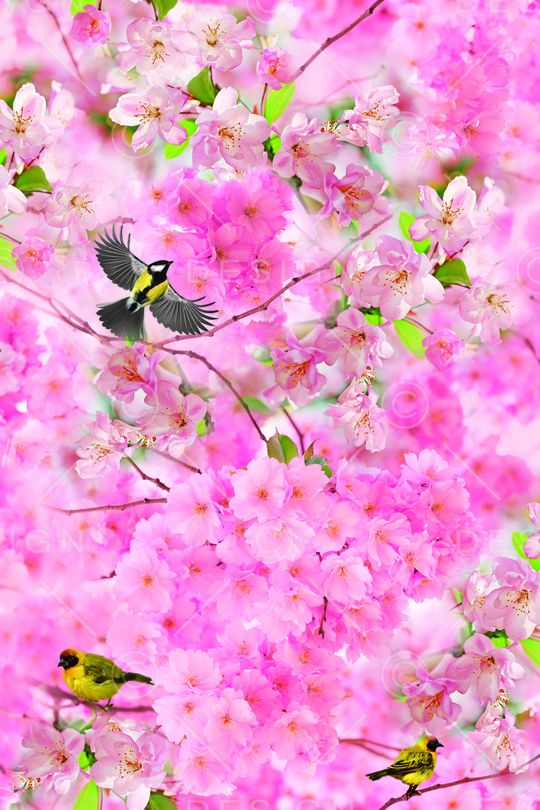 桃花印花华亿平台图片