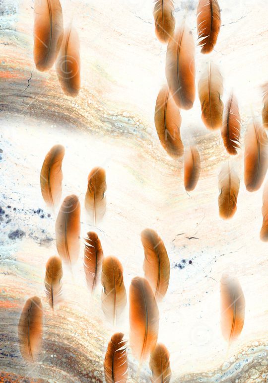 羽毛印花华亿平台图片