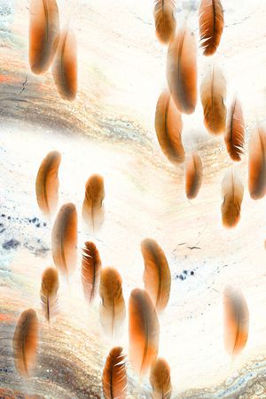 羽毛印花华亿平台图片