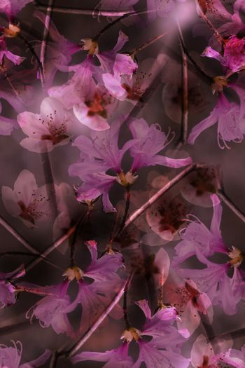 1053557-紫色花卉