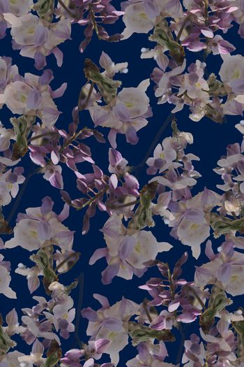 1053571-紫藤花开1