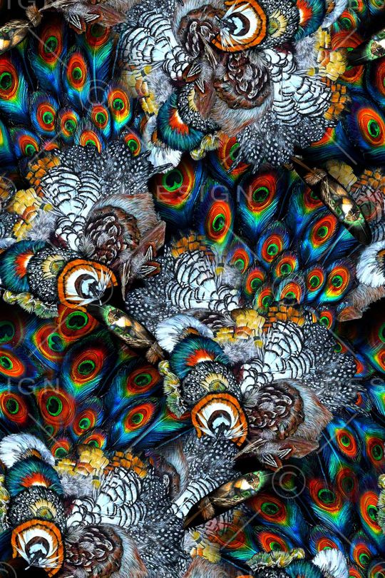 羽毛印花华亿平台图片